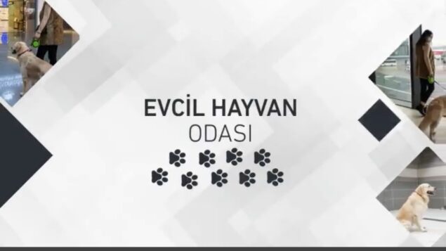 Uçak kabininde evcil hayvan taşımanın şartları nelerdir?