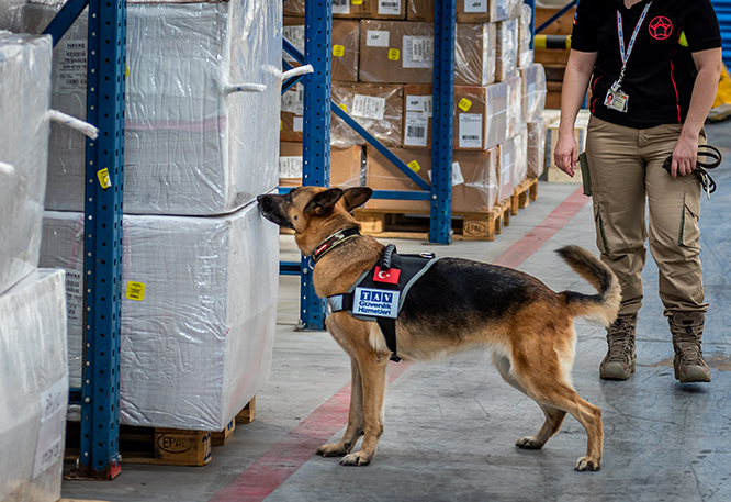 TAV Güvenlik K9 köpekleriyle COVID-19 kontrolüne başlayacak