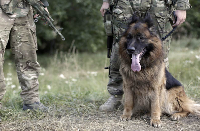 Rusya’dan İHA’lara köpekli tespit yetiştiriyor