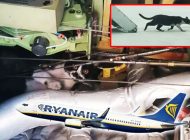 Ryanair uçağına kedi girdi iki gün yerde kaldı