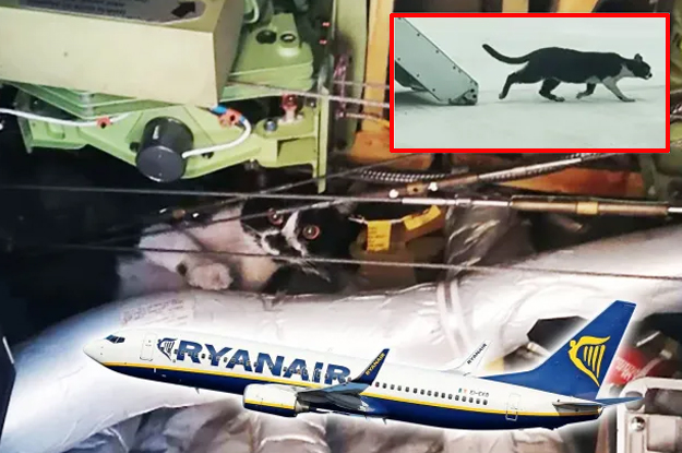 Ryanair uçağına kedi girdi iki gün yerde kaldı